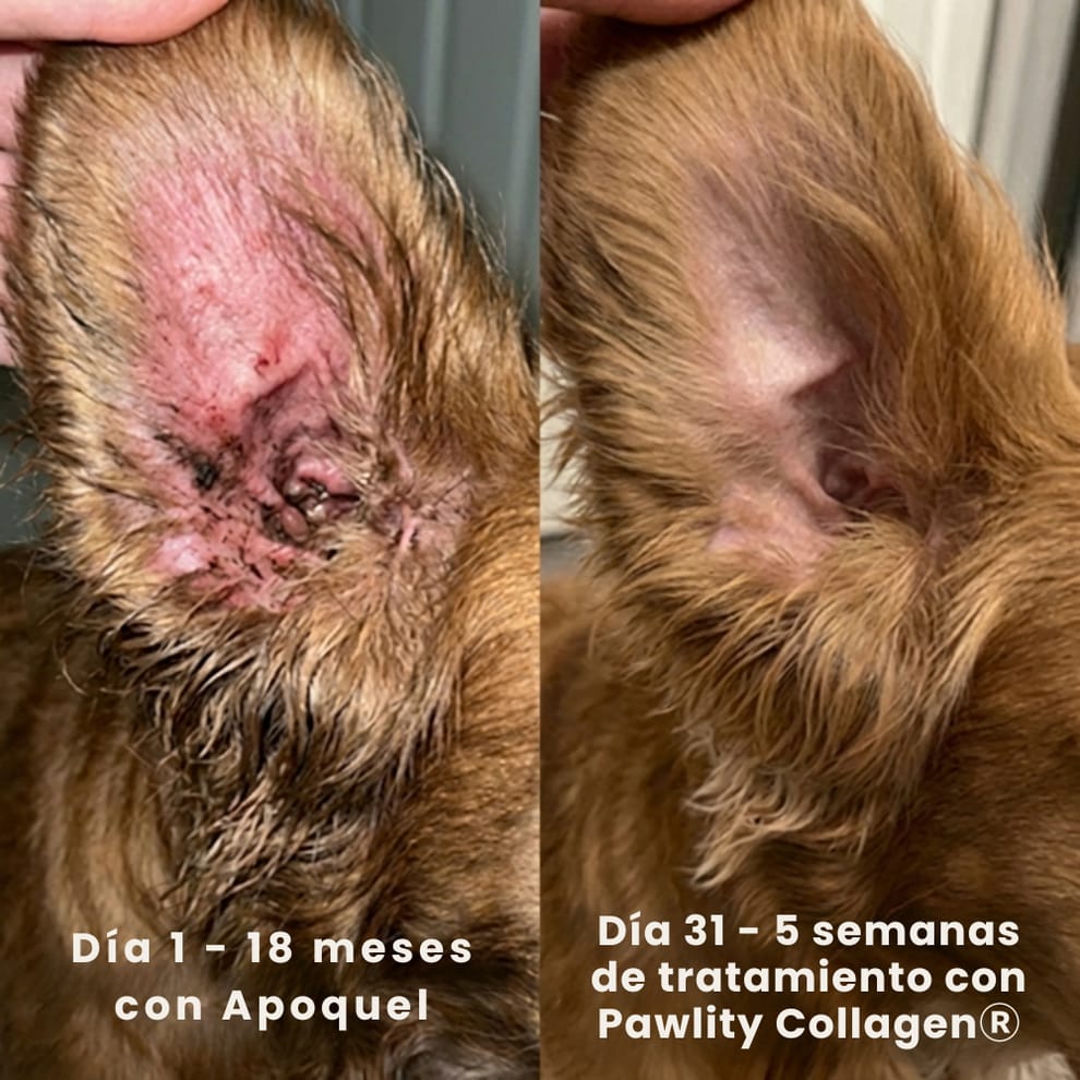 Colágeno Líquido para Perros